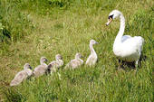 Schwan