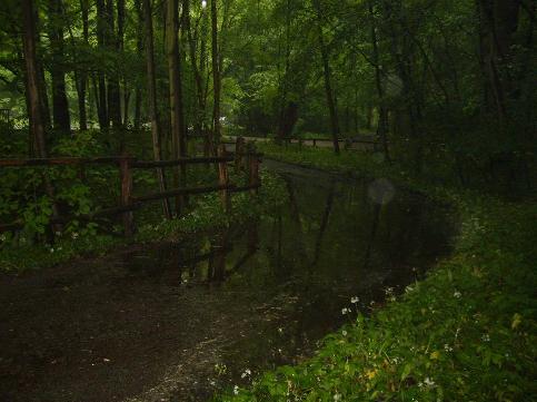 tl_files/montagsrunde/_wsb_483x361_15_Pf$C3$BCtze+auf+Wald-Radweg.jpg