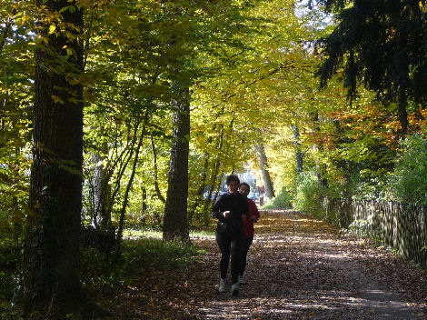 Jogger vor Tannenwald